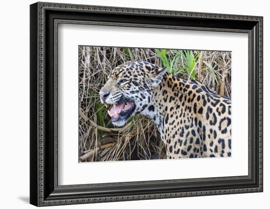 Jaguar female, smelling scent marking of male. Cuiaba River, Pantanal, Brazil-Jeff Foott-Framed Photographic Print