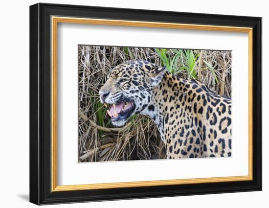 Jaguar female, smelling scent marking of male. Cuiaba River, Pantanal, Brazil-Jeff Foott-Framed Photographic Print