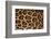 Jaguar Fur-DLILLC-Framed Photographic Print