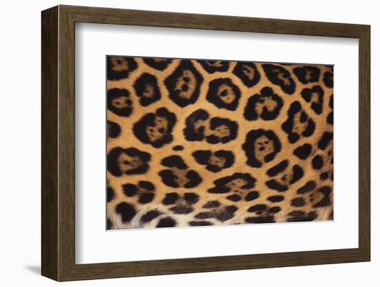 Jaguar Fur-DLILLC-Framed Photographic Print