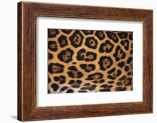 Jaguar Fur-DLILLC-Framed Photographic Print