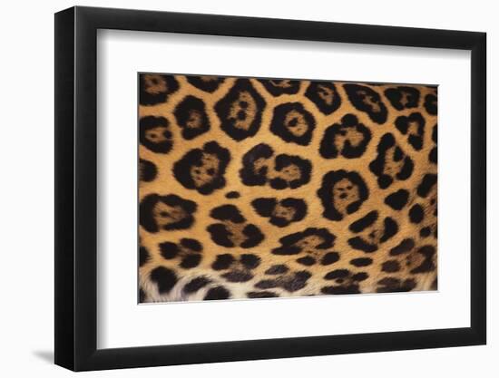 Jaguar Fur-DLILLC-Framed Photographic Print