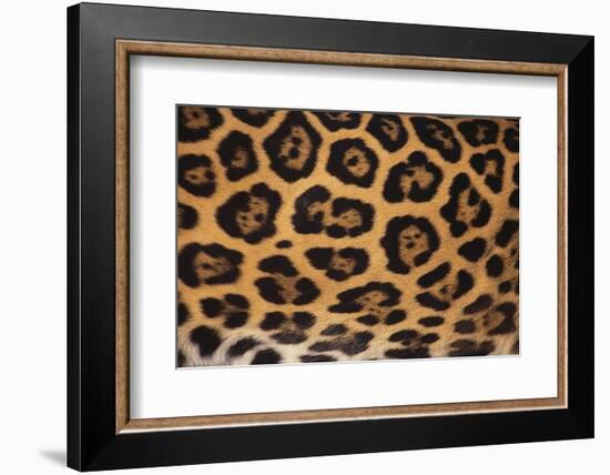 Jaguar Fur-DLILLC-Framed Photographic Print