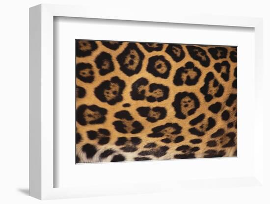 Jaguar Fur-DLILLC-Framed Photographic Print