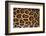 Jaguar Fur-DLILLC-Framed Photographic Print