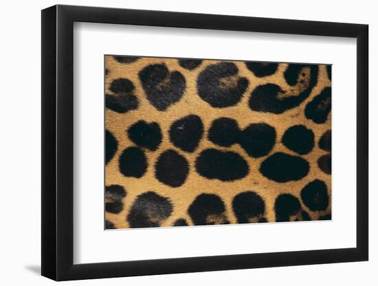 Jaguar Fur-DLILLC-Framed Photographic Print