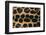 Jaguar Fur-DLILLC-Framed Photographic Print