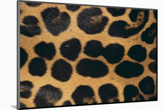 Jaguar Fur-DLILLC-Mounted Photographic Print