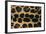 Jaguar Fur-DLILLC-Framed Photographic Print