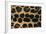 Jaguar Fur-DLILLC-Framed Photographic Print