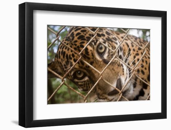 Jaguar in Costa Rica-null-Framed Photographic Print