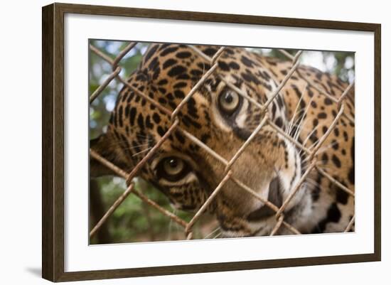 Jaguar in Costa Rica-null-Framed Photographic Print