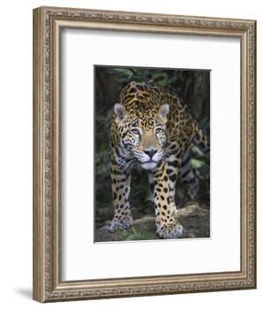 Jaguar in forest in Belize-Keren Su-Framed Photographic Print