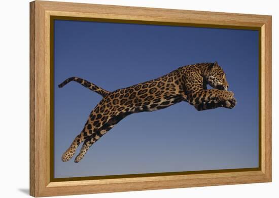 Jaguar Jumping through Sky-DLILLC-Framed Premier Image Canvas