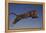 Jaguar Jumping through Sky-DLILLC-Framed Premier Image Canvas