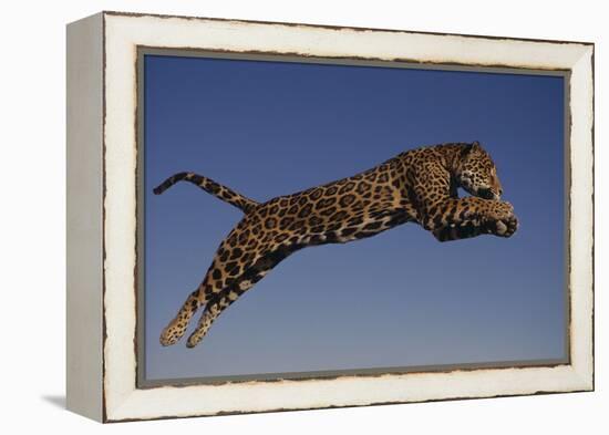 Jaguar Jumping through Sky-DLILLC-Framed Premier Image Canvas