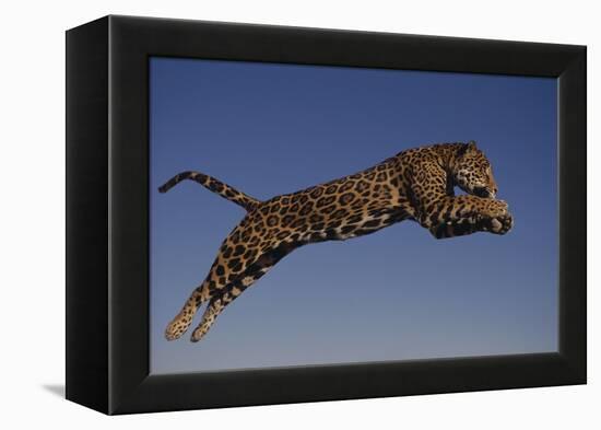 Jaguar Jumping through Sky-DLILLC-Framed Premier Image Canvas