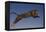 Jaguar Jumping through Sky-DLILLC-Framed Premier Image Canvas