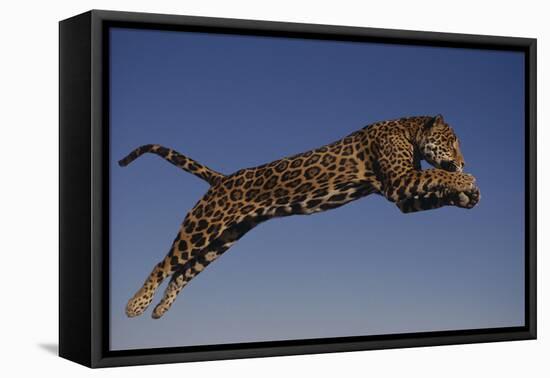 Jaguar Jumping through Sky-DLILLC-Framed Premier Image Canvas