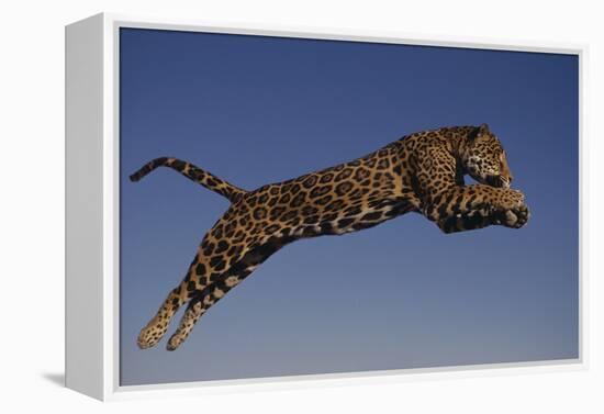 Jaguar Jumping through Sky-DLILLC-Framed Premier Image Canvas
