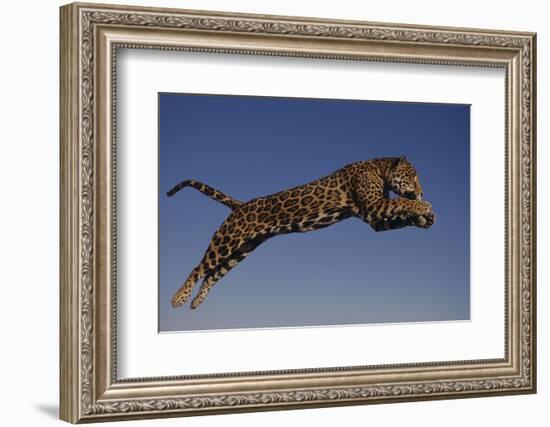 Jaguar Jumping through Sky-DLILLC-Framed Photographic Print