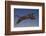 Jaguar Jumping through Sky-DLILLC-Framed Photographic Print