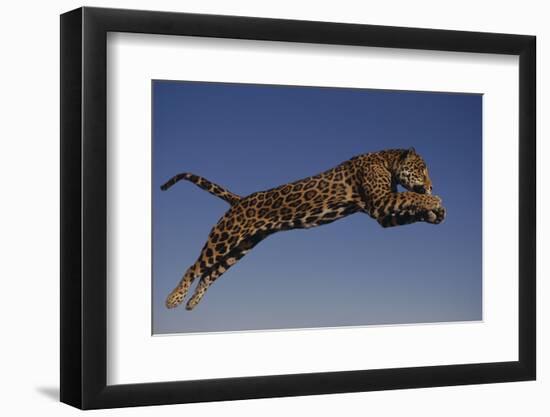 Jaguar Jumping through Sky-DLILLC-Framed Photographic Print