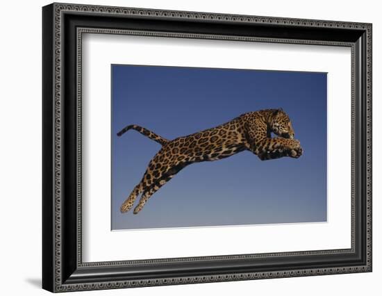 Jaguar Jumping through Sky-DLILLC-Framed Photographic Print