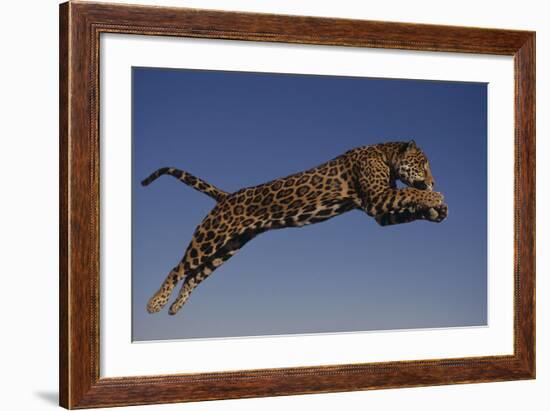 Jaguar Jumping through Sky-DLILLC-Framed Photographic Print