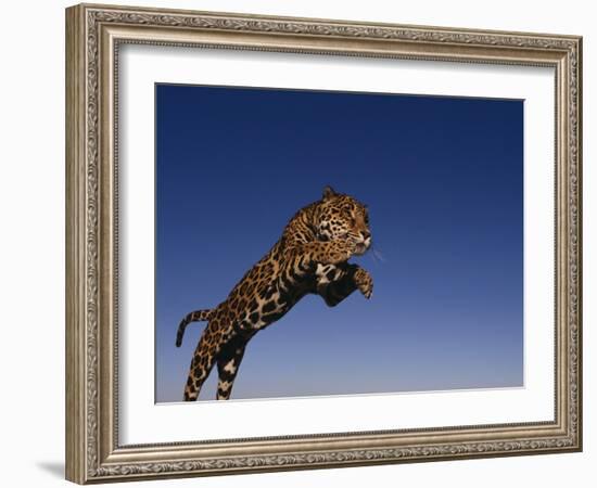 Jaguar Jumping through Sky-DLILLC-Framed Photographic Print