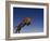 Jaguar Jumping through Sky-DLILLC-Framed Photographic Print