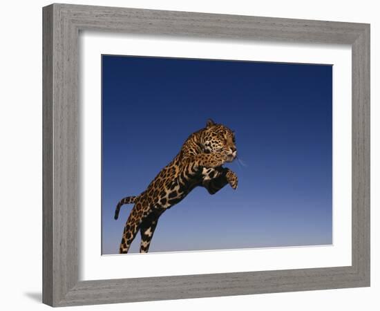 Jaguar Jumping through Sky-DLILLC-Framed Photographic Print