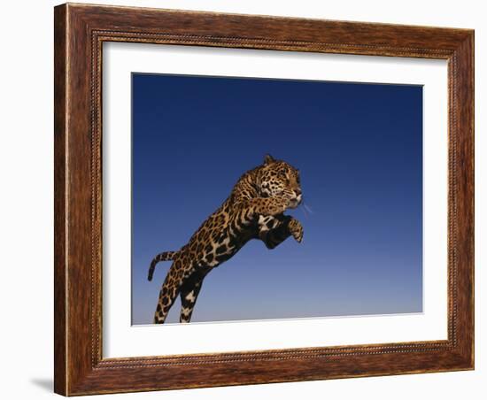 Jaguar Jumping through Sky-DLILLC-Framed Photographic Print