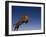 Jaguar Jumping through Sky-DLILLC-Framed Photographic Print