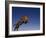 Jaguar Jumping through Sky-DLILLC-Framed Photographic Print