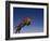 Jaguar Jumping through Sky-DLILLC-Framed Photographic Print