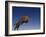 Jaguar Jumping through Sky-DLILLC-Framed Photographic Print