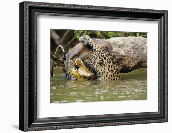 Jaguar killing Spectacled caiman in Piquiri River, Pantanal Mato Grosso, Brazil-Luiz Claudio Marigo-Framed Photographic Print