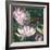 Jaguar Lily Pond-Bill Jackson-Framed Giclee Print