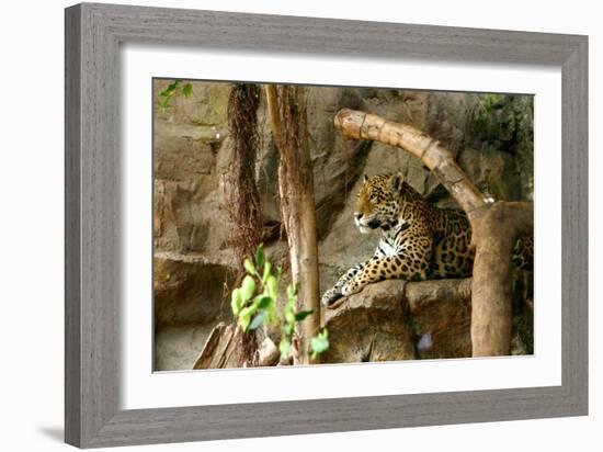 Jaguar, Loro Parque, Tenerife, Canary Islands, 2007-Peter Thompson-Framed Photographic Print
