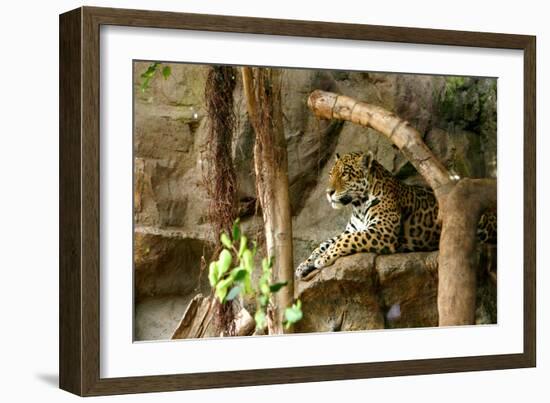 Jaguar, Loro Parque, Tenerife, Canary Islands, 2007-Peter Thompson-Framed Photographic Print