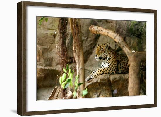 Jaguar, Loro Parque, Tenerife, Canary Islands, 2007-Peter Thompson-Framed Photographic Print