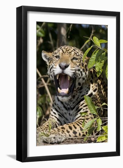 Jaguar Lying Down Yawning-null-Framed Photographic Print