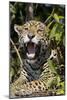 Jaguar Lying Down Yawning-null-Mounted Photographic Print