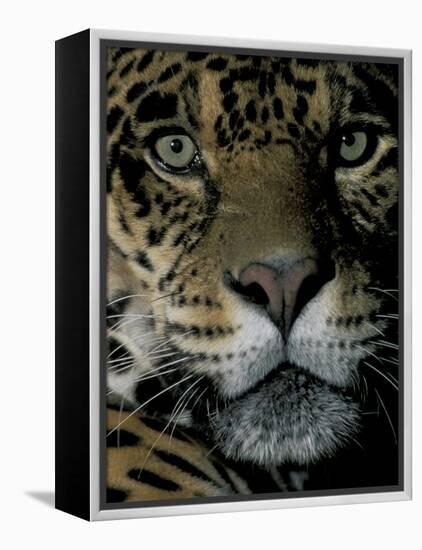 Jaguar, Madre de Dios, Peru-Andres Morya-Framed Premier Image Canvas