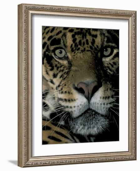 Jaguar, Madre de Dios, Peru-Andres Morya-Framed Photographic Print