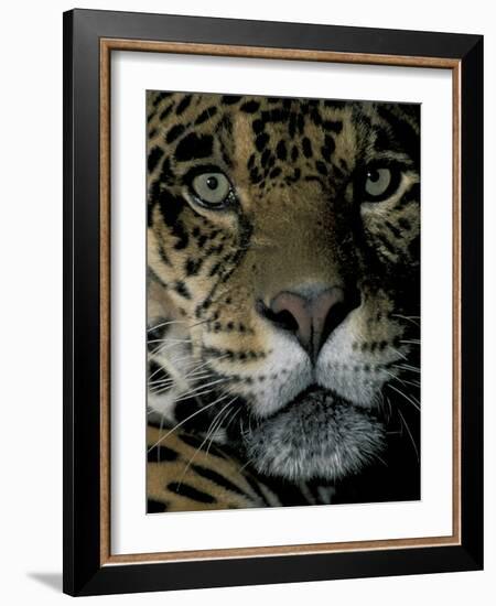 Jaguar, Madre de Dios, Peru-Andres Morya-Framed Photographic Print