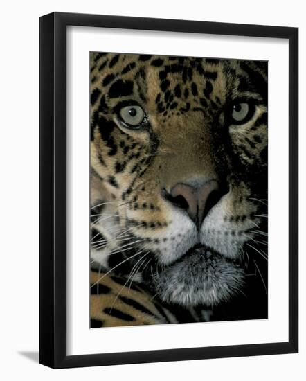 Jaguar, Madre de Dios, Peru-Andres Morya-Framed Photographic Print