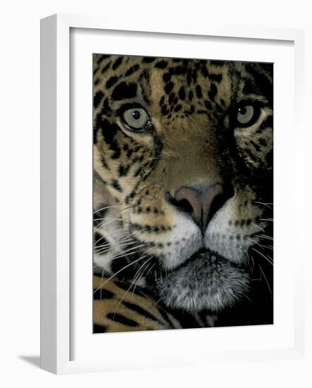 Jaguar, Madre de Dios, Peru-Andres Morya-Framed Photographic Print