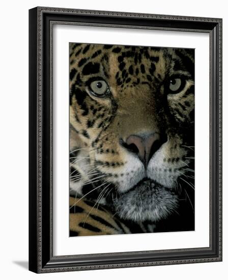 Jaguar, Madre de Dios, Peru-Andres Morya-Framed Photographic Print